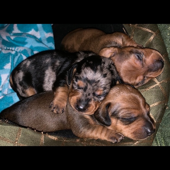 Meet your Posher, Niki - Picture 2 of 3